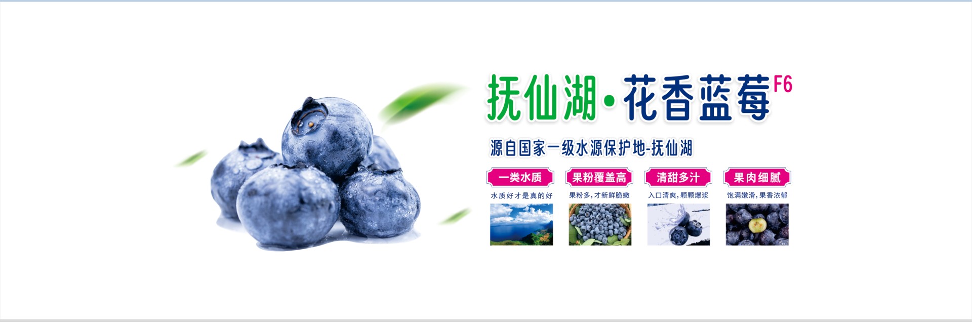 澄江蓝莓